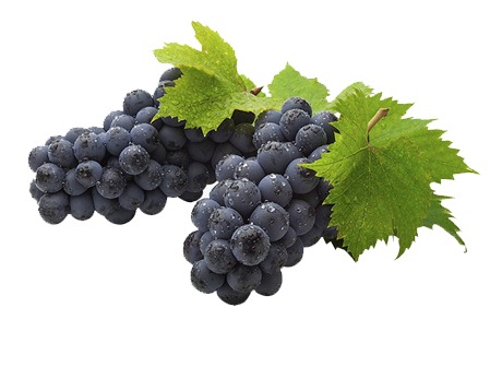 برنامه زمان بندی سموم درختان مو