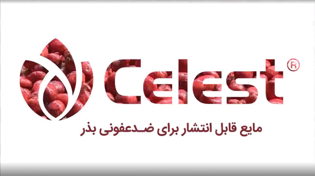 نحوه بذر مال غده های سیب زمینی با سم سلست