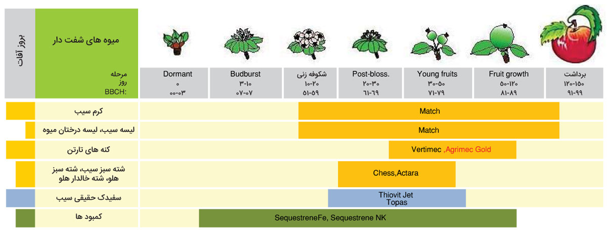 میوه‌‌های دانه‌دار