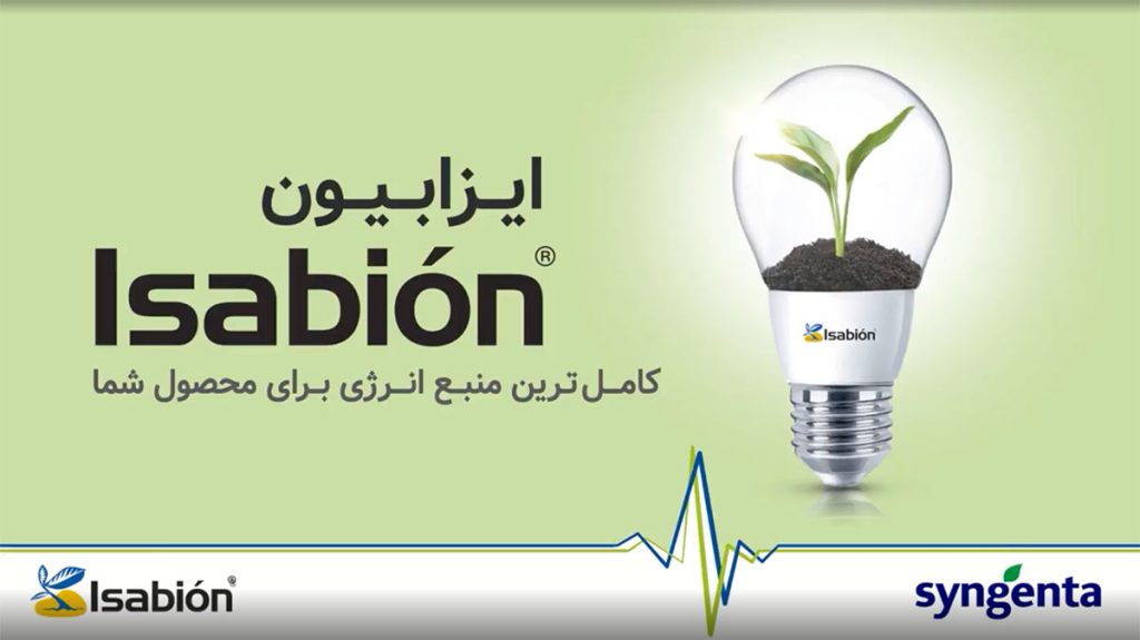 تجربه مصرف اسید آمینه ایزابیون در مزرعه پنبه