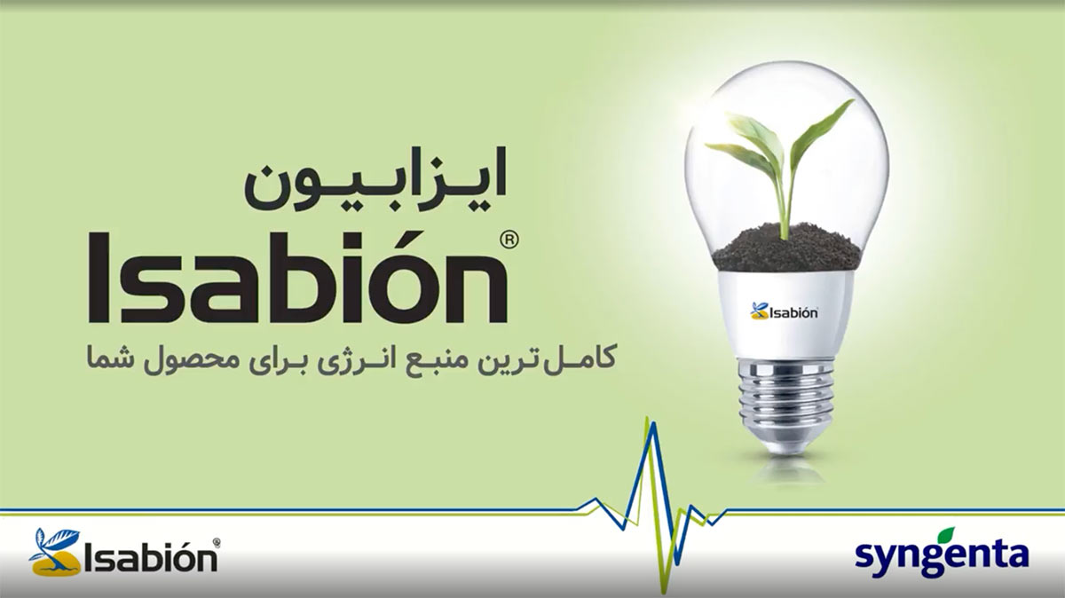 تجربه مصرف اسید آمینه ایزابیون در مزرعه پنبه