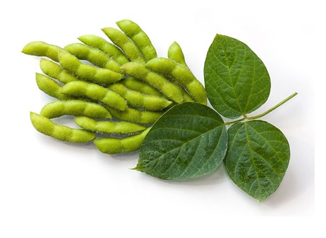 برنامه زمان‌بندی سموم سویا