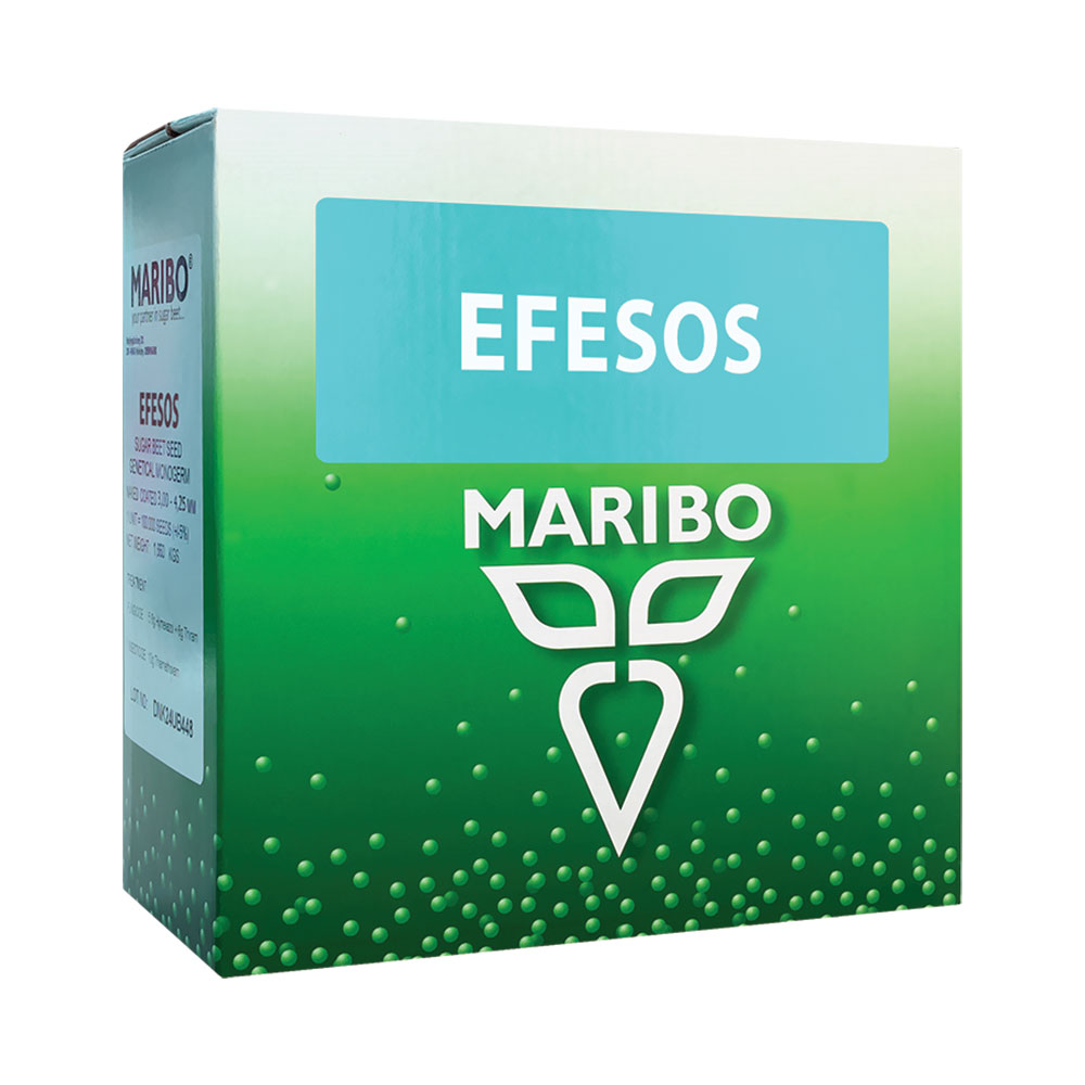 maribo-efesos-suger-beet بذر چغندرقند ماریبو رقم افسوس | EFESOS