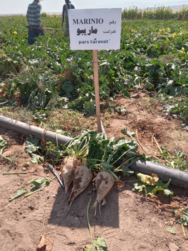 رقم مارینو در روزمزرعه ماریبو