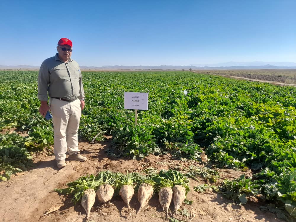 معرفی رقم مارینو در روزمزرعه حصاری یزدان