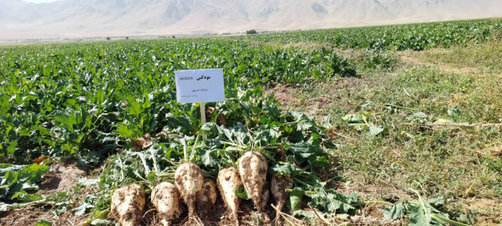 رقم مودکس در مقابسه با رقم شاهد در روزمزرعه کیار