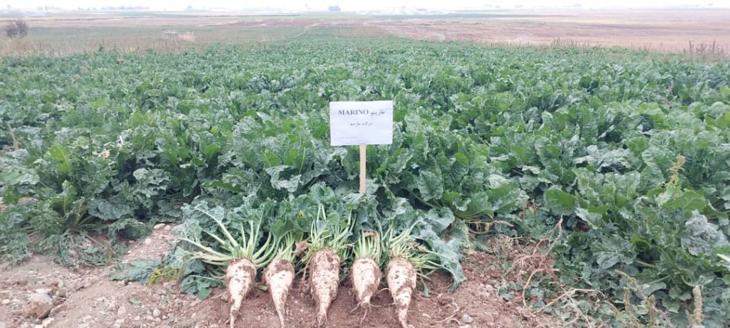 روزمزرعه پارس طراوت و ماریبو در داران