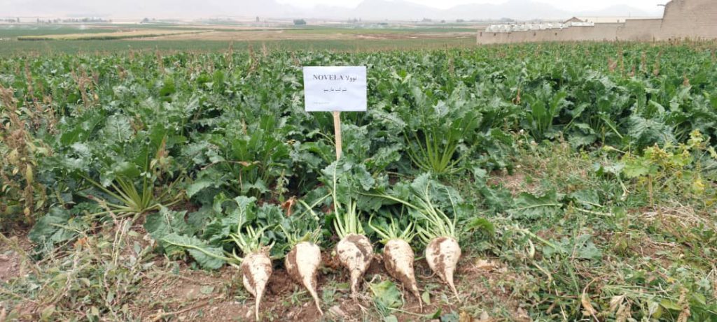 روزمزرعه پارس طراوت و ماریبو در داران-رقم نوولا