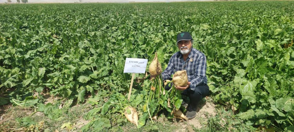 معرفی رقم اقسوس در روزمزرعه ازنا