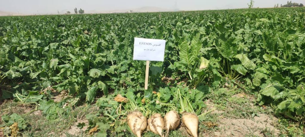 بررسی رقم افسوس در مزارع ازنا