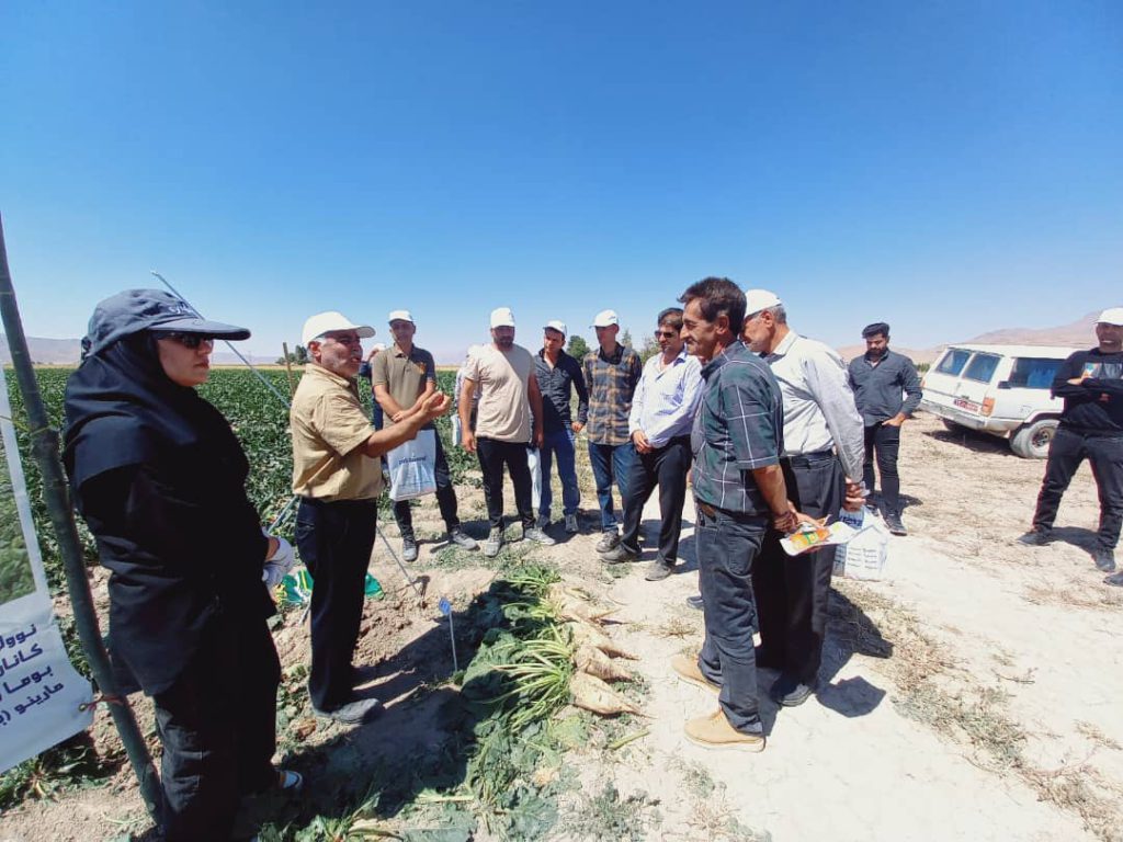 روزمزرعه ماریبو در خنجشت