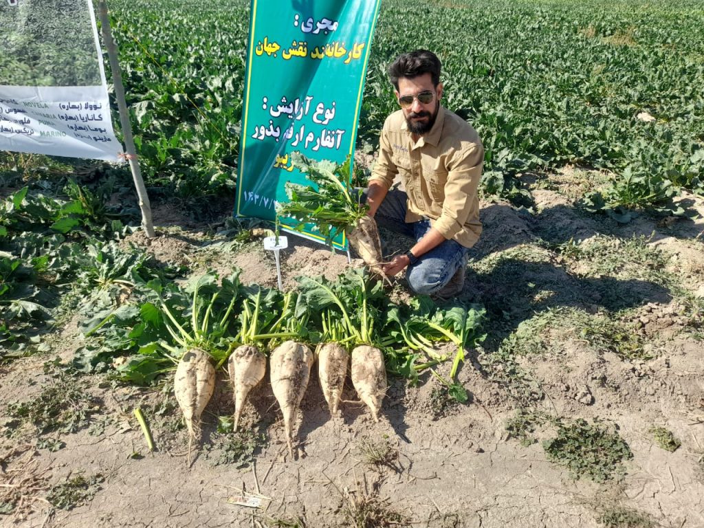 معرفی رقم فلورس ماریبو