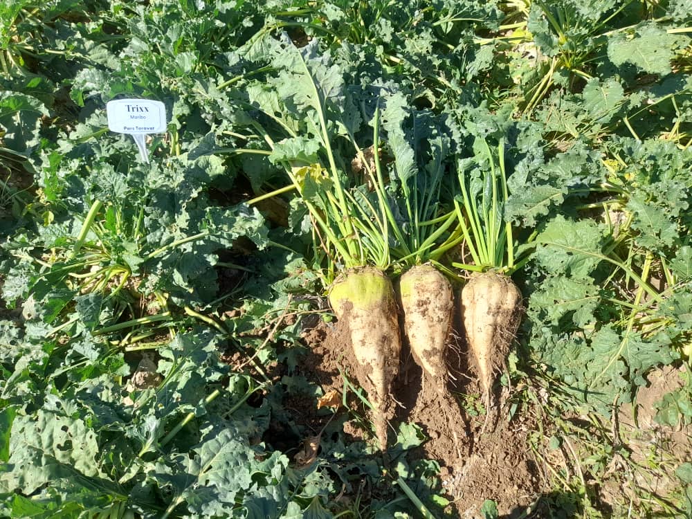 رقم های مارینو،جوکر،تریکس