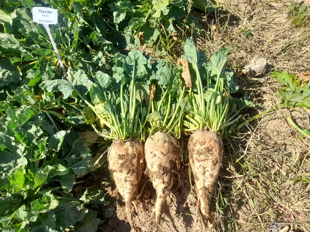 مقایسه ارقام ماریبو با ارقام شاهد