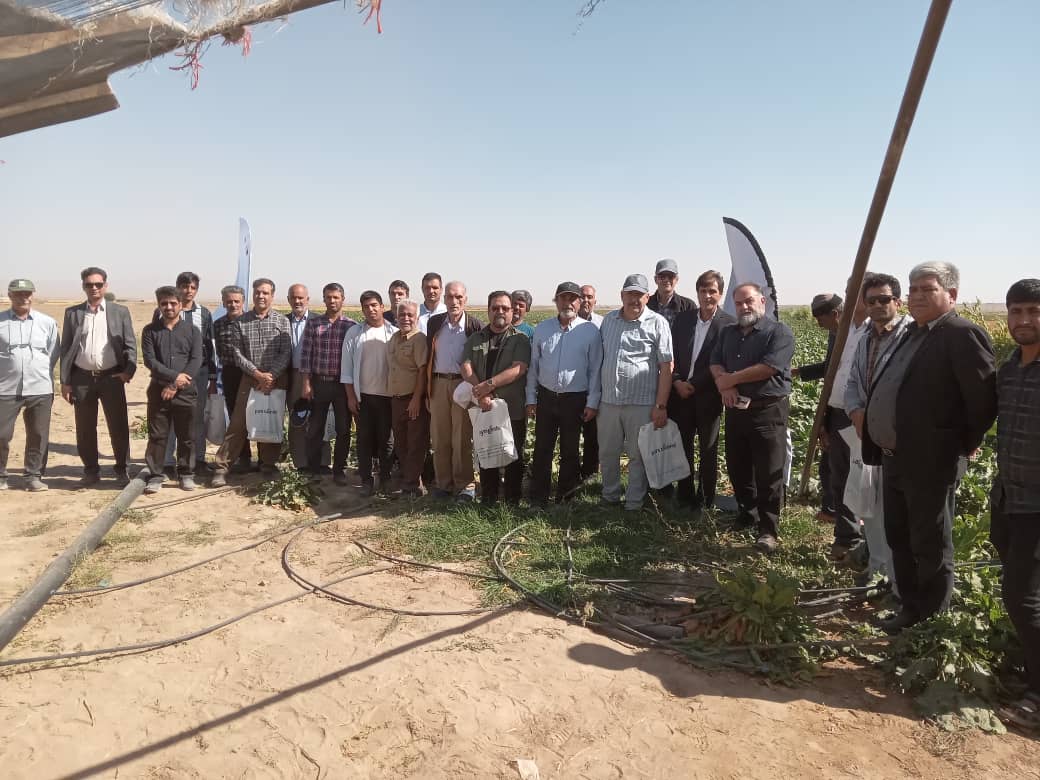 روزمزرعه ماریبو در روستای رخنه گل