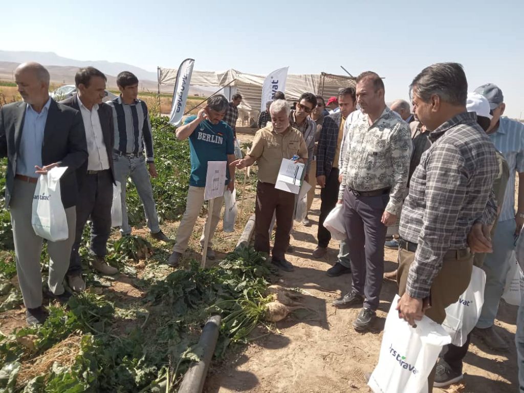 معرفی ارقام ماریبو در روزمزرعه پارس طراوت