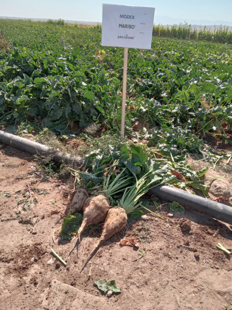 رقم مودکس از شرکت ماریبو