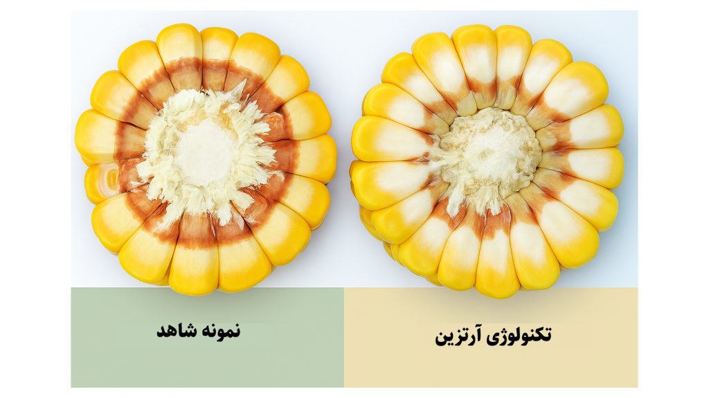 بذر ذرت هیبرید آرتزین و نمونه شاهد
