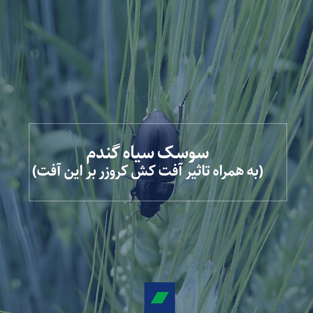 روش های مبارزه با سوسک سیاه گندم