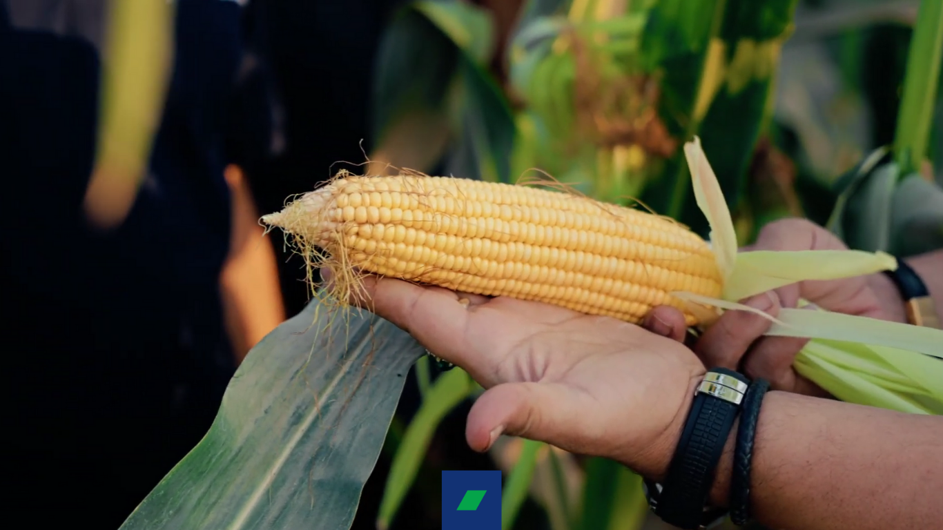 روزمزرعه ذرت آندرومدا در خوزستان